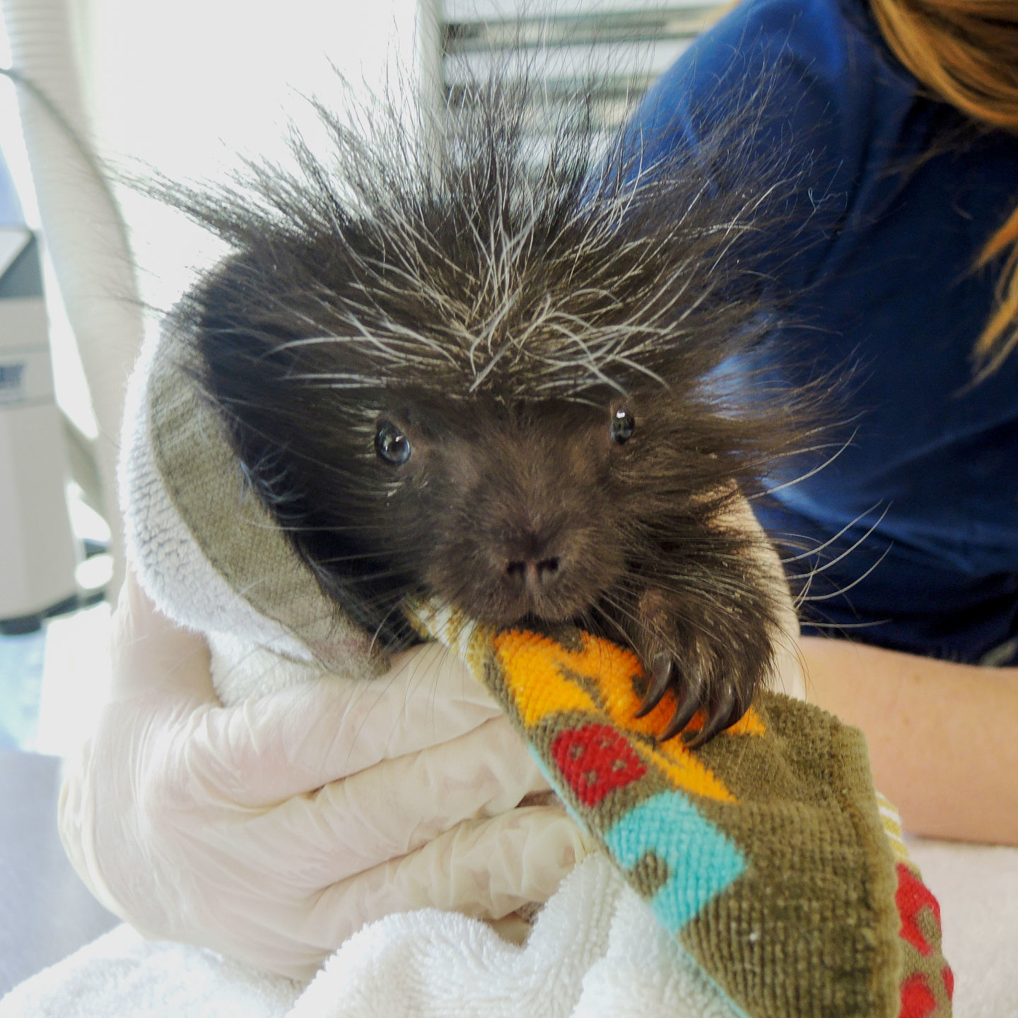 Porcupine resuced by Southwest Wildlife Conservation Center